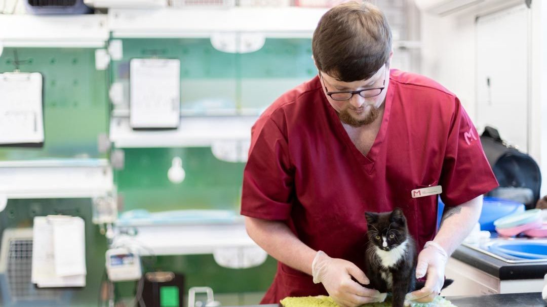 Student nurse examining black and white kitten