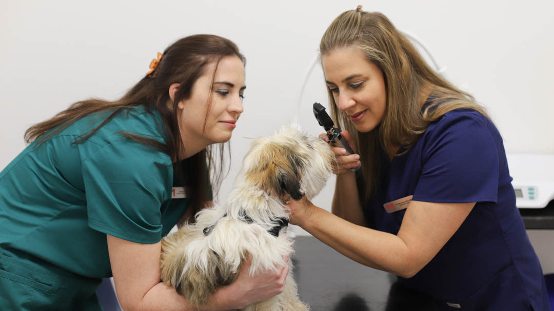 Veterinary Jobs | Medivet Careers Medivet Careers