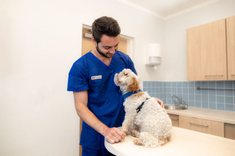 Veterinary Jobs | Find Your Role | Medivet Careers Medivet Careers