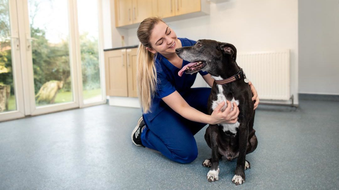 Vet smiling with dog in consultation room