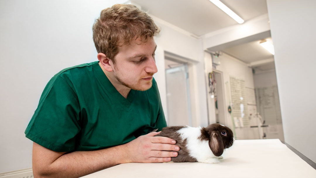Nurse petting rabbit on consultation table