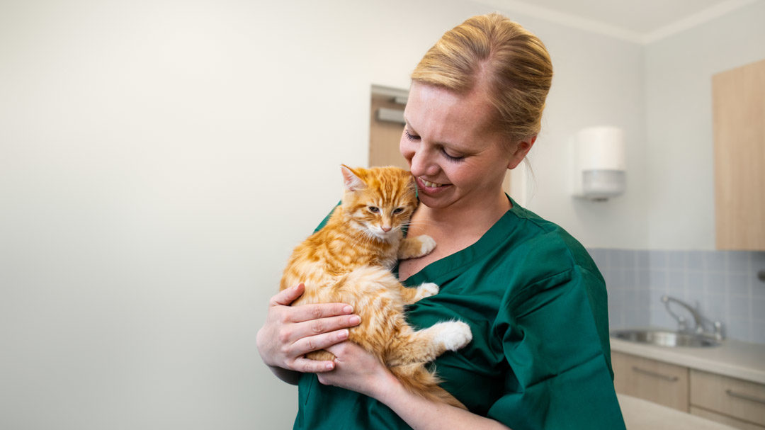 Nurse smiling holding ginger kitten