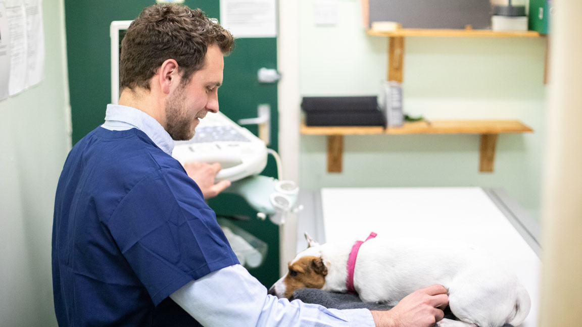 Vet examining dog on consulting table