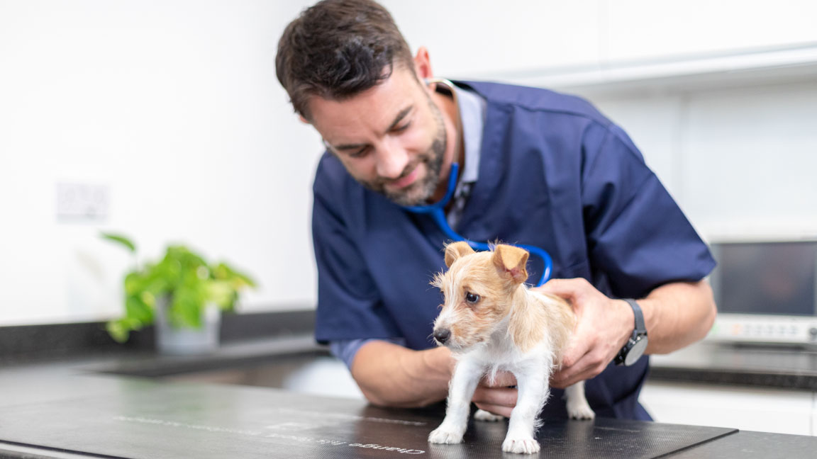 Vet checking puppy's heart with stethoscope