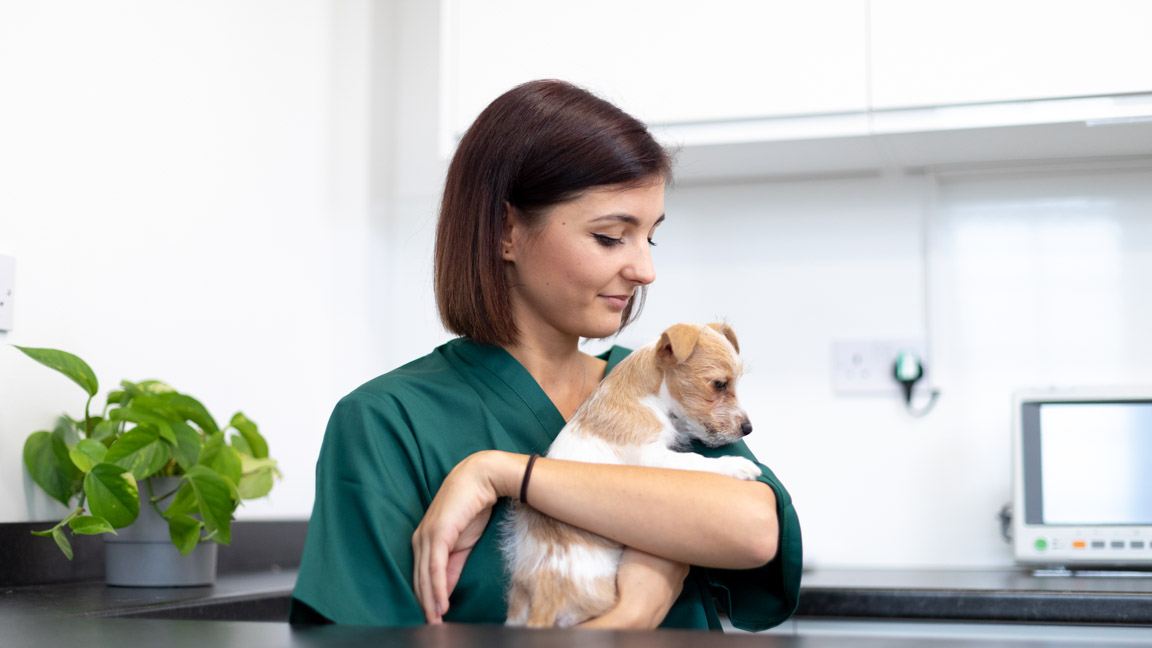 Veterinary Jobs | Medivet Careers Medivet Careers