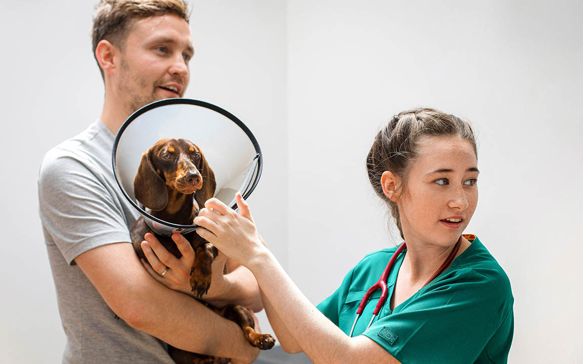 Work experience person in practice with dog and nurse